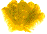 Plume Yellow