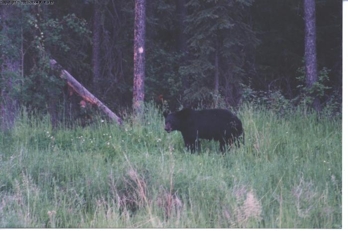 Black Bear 