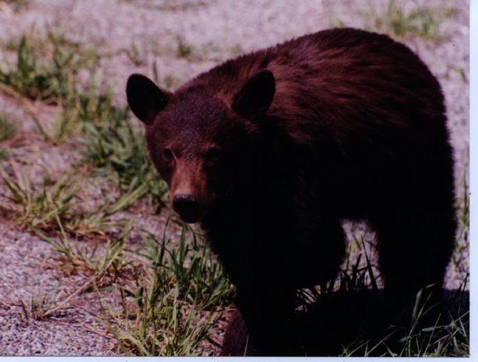 Black Bear 