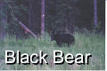 Black Bears - 2 Pics