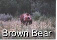 Brown (Grizzly) Bear - 1 Pic