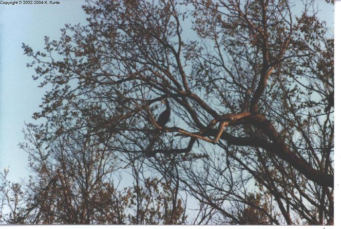 Cormorant in tree