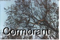 Cormorant in Tree - 1 Pic