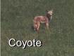 Coyote - 2 Pics