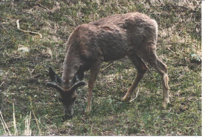 Buck Deer in velvet - 1 Pic