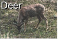 Deer - 2 Pics