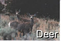 Deer - 2 Pics