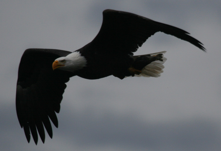 Bald Eagle