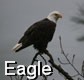 Eagle - 1 Pic