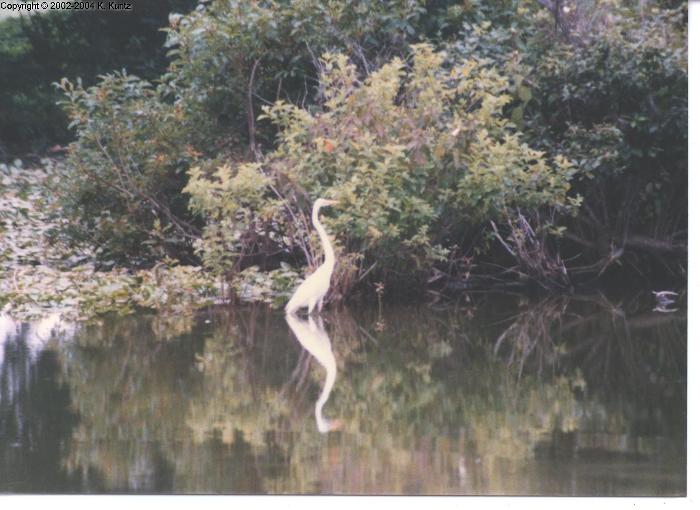 White Egret