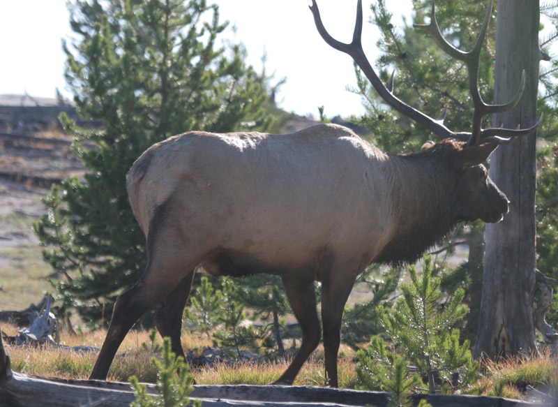 Rocky Mountain Bull Elk