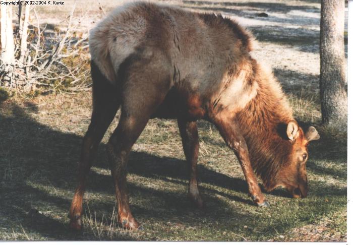 Rocky Mountain Bull Elk in velvet