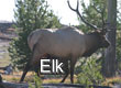 Rocky Mt. Bull Elk - 4 Pics