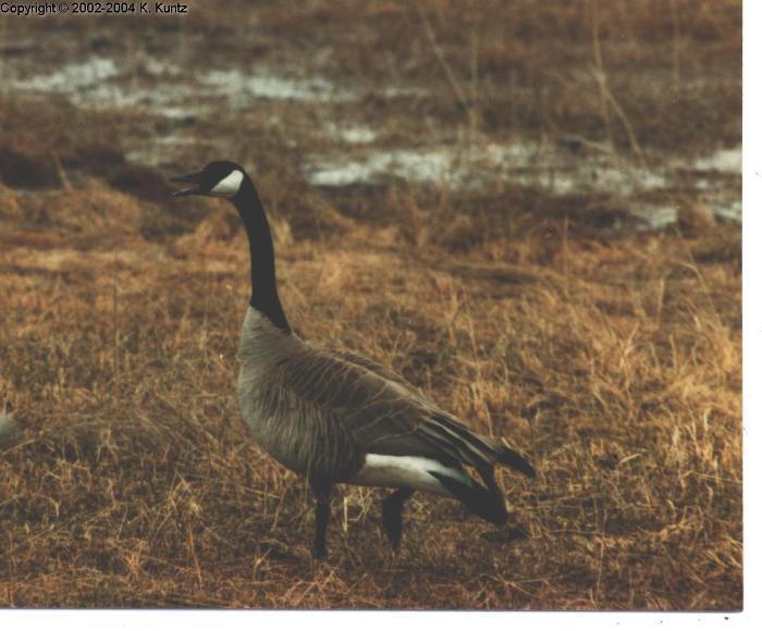 Canada Goose