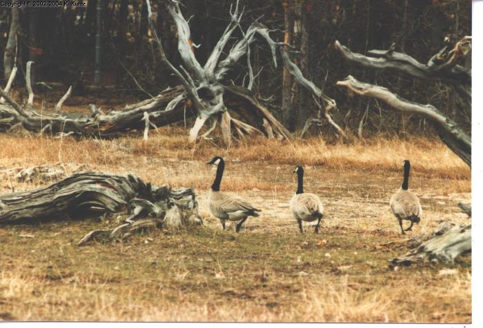 Canada Geese