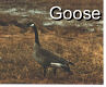 Canada Goose - 3 Pics