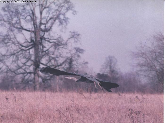 Great Blue Heron