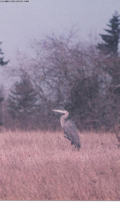 Great Blue Heron