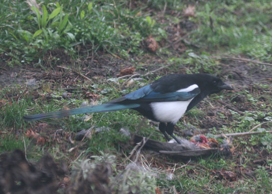 Magpie eats Robin