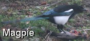 Magpie eats Robin