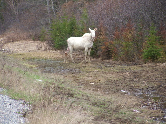 Moose, Albino - 1 Pic