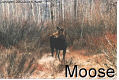 Moose - 1 Pic