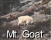 Mt. Goats - 2 Pics