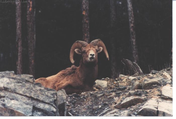 Rocky Mt. Sheep - 2 Pics