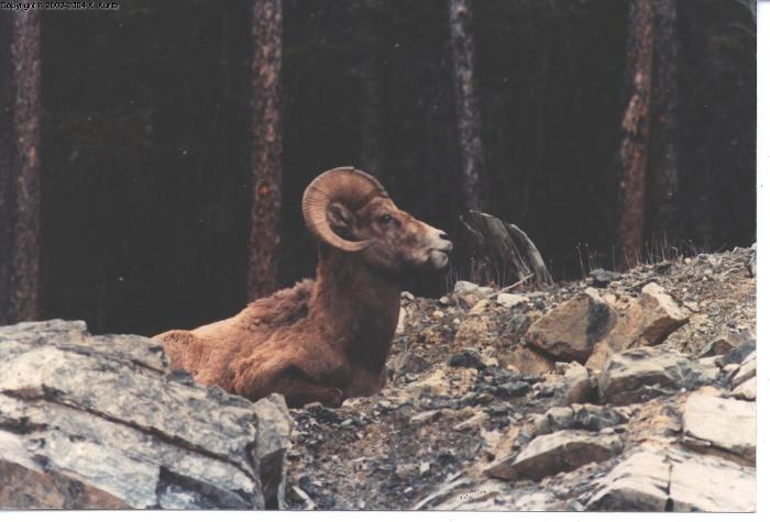 Rocky Mt. Sheep - 2 Pics