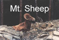Rocky Mt. Sheep - 2 Pics