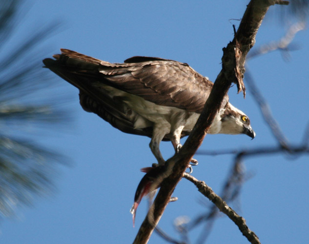 Osprey in tree with Fish