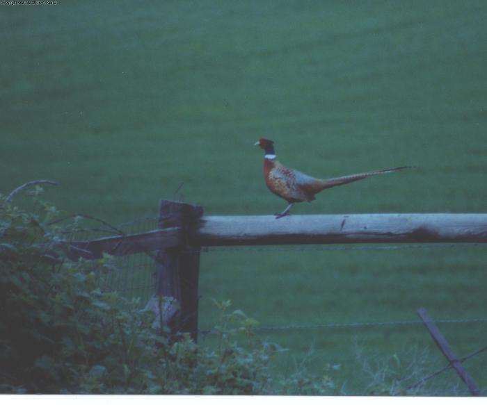 Ringneck Pheasant Rooster
