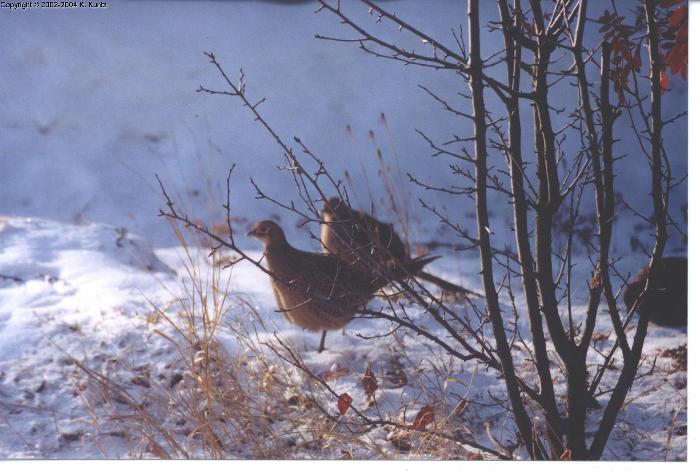 Ringneck Pheasant Hens