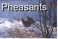 Ringneck Pheasant Hens - 2 Pics