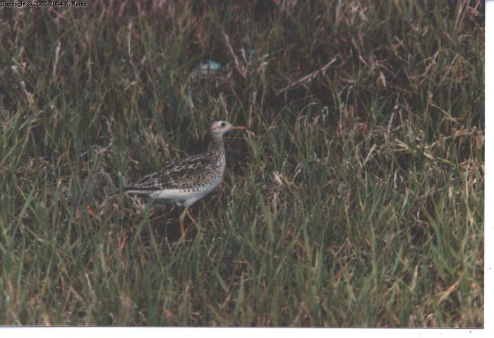 Sandpiper