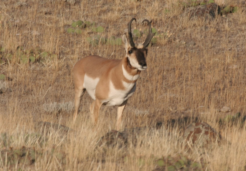 Pronghorn