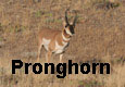Pronghorn - 1 Pic