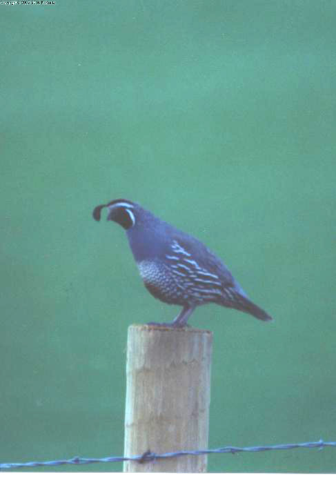 Calif. Quail on fence post