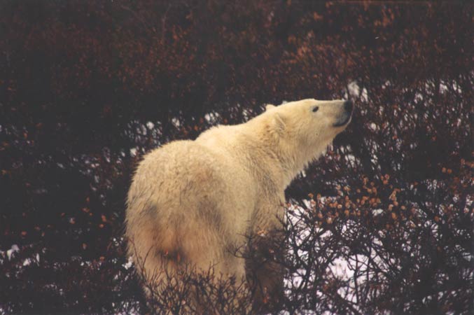 Polar Bear in berries