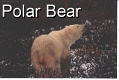 Polar Bears - 3 Pics