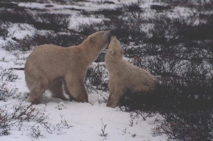 Polar Bear Mom with Cub