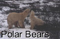 Polar Bears - 3 Pics