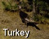 Turkey - 1 Pic