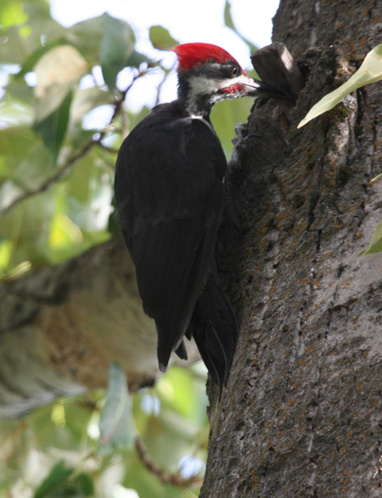 Pileated Woodpecker