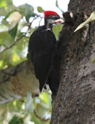 Woodpecker - 1 Pic